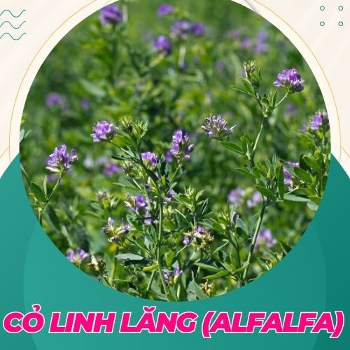 cỏ linh lăng giúp tăng cường khả năng mang thai