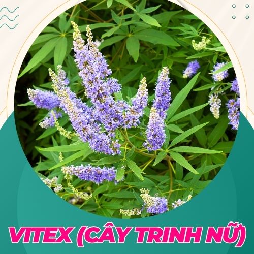 cây trinh nữ châu âu giúp tăng khả năng thụ thai