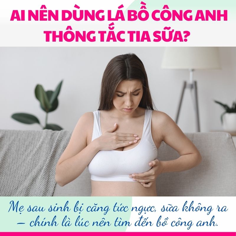 Mẹ sau sinh bị căng tức ngực, sữa không ra – chính là lúc nên tìm đến bồ công anh.