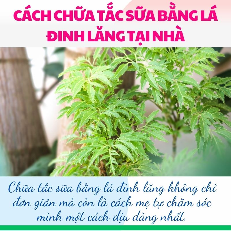 Chữa tắc sữa bằng lá đinh lăng không chỉ đơn giản mà còn là cách mẹ tự chăm sóc mình một cách dịu dàng nhất.