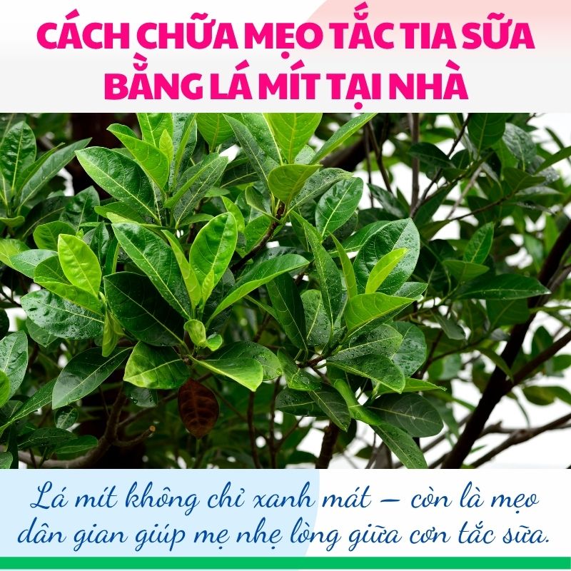 Cách chữa mẹo tắc tia sữa bằng lá mít tại nhà an toàn, hiệu quả cao