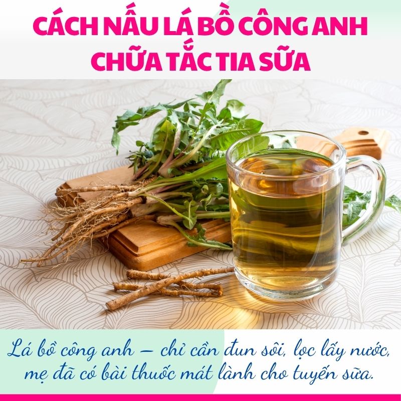 Lá bồ công anh – chỉ cần đun sôi, lọc lấy nước, mẹ đã có bài thuốc mát lành cho tuyến sữa.