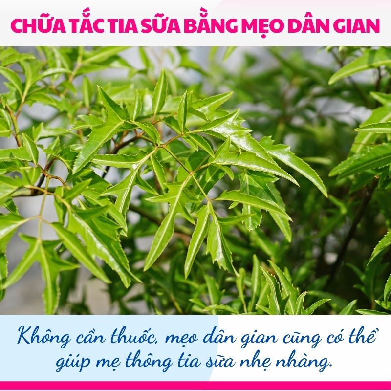 Không cần thuốc, mẹo dân gian cũng có thể giúp mẹ thông tia sữa nhẹ nhàng.