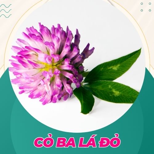 cỏ ba lá đỏ hỗ trợ quá trình thụ thai