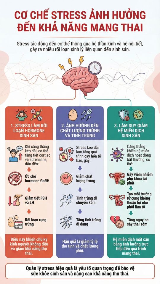 cơ chế stress ảnh hưởng đến khả năng mang thai