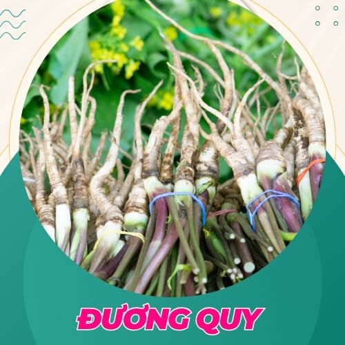 đương quy là thảo dược tốt giúp tăng khả năng thụ thai