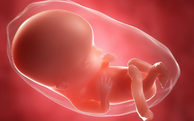 Giai đoạn phát triển của thai nhi ở tháng thứ 3