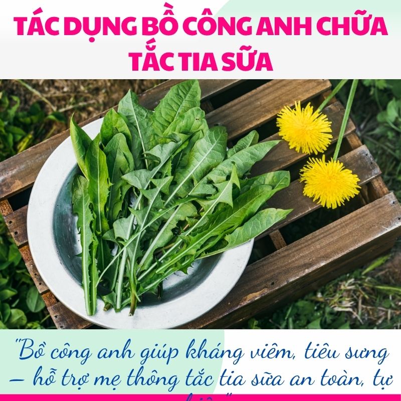 Bồ công anh giúp kháng viêm, tiêu sưng – hỗ trợ mẹ thông tắc tia sữa an toàn, tự nhiên