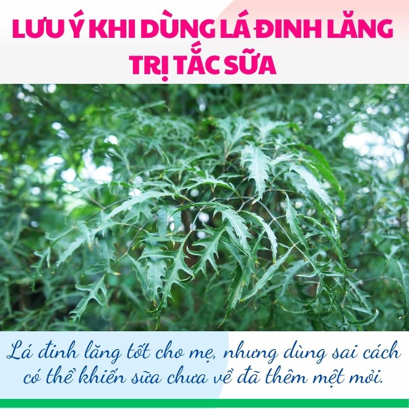 Lá đinh lăng tốt cho mẹ, nhưng dùng sai cách có thể khiến sữa chưa về đã thêm mệt mỏi.