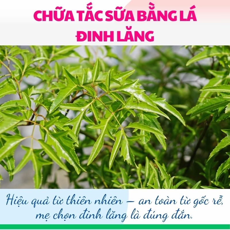 Chữa tắc sữa bằng lá đinh lăng hiệu quả, an toàn tại nhà