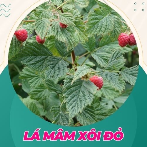 là mâm xôi đỏ giúp tăng khả năng thụ thai tự nhiên