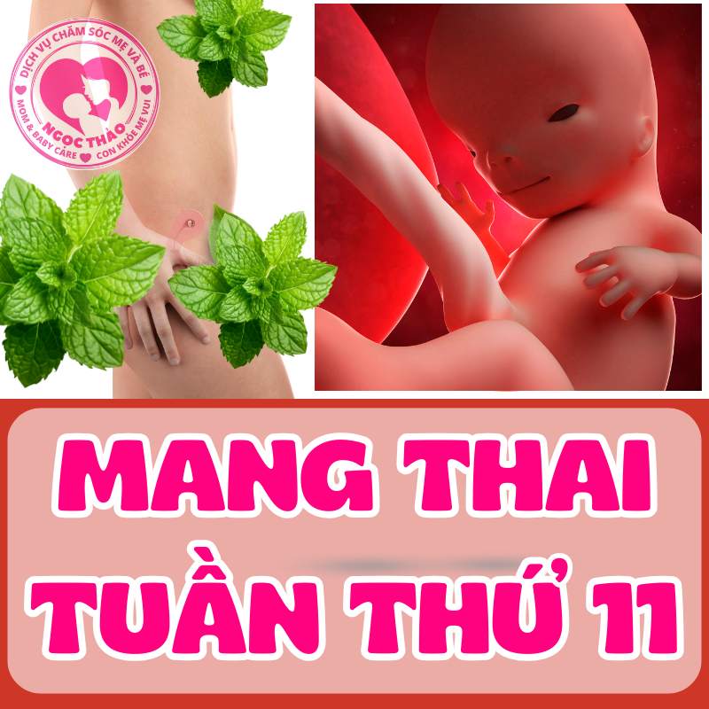 Mang thai tuần thứ 11