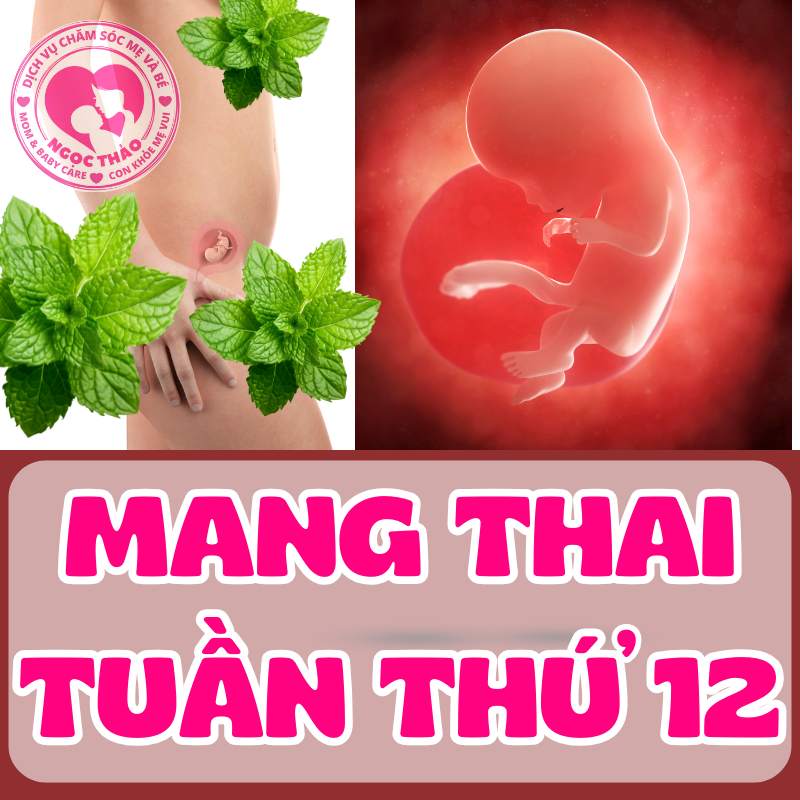 Mang thai tuần thứ 12, thai đổi của cơ thể mẹ và sự phát triển của bé