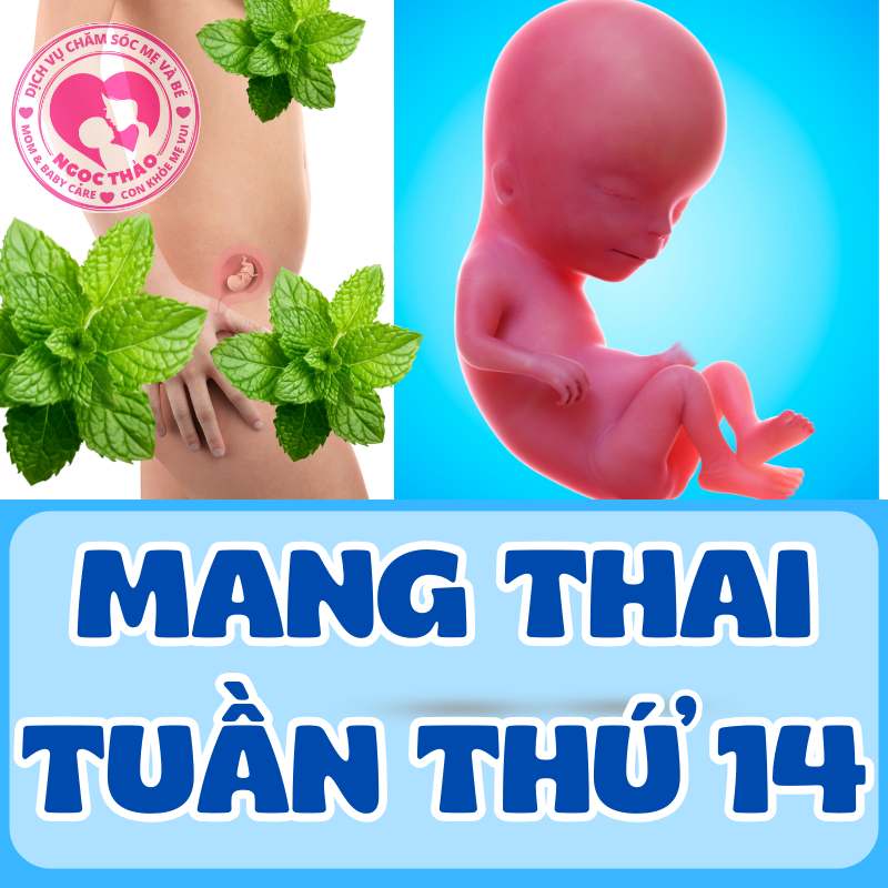 Mang thai tuần thứ 14