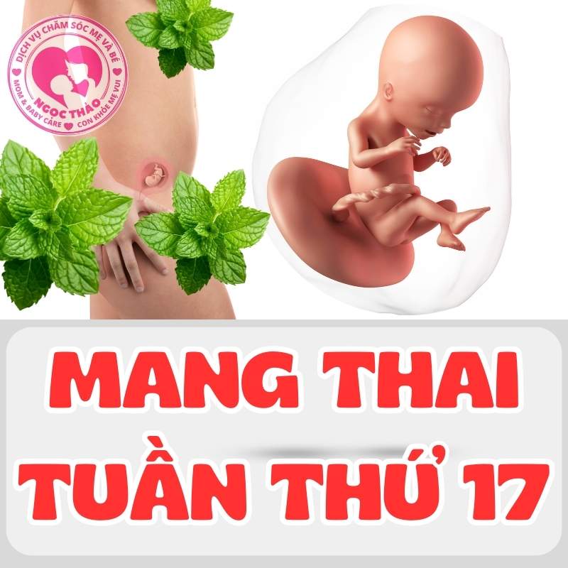 Thai nhi tuần thứ 17 phát triển như thế nào