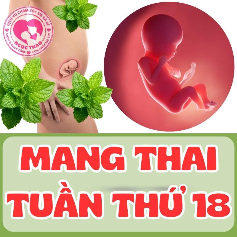 Mang thai tuần thứ 18 sự phát triển của thai nhi