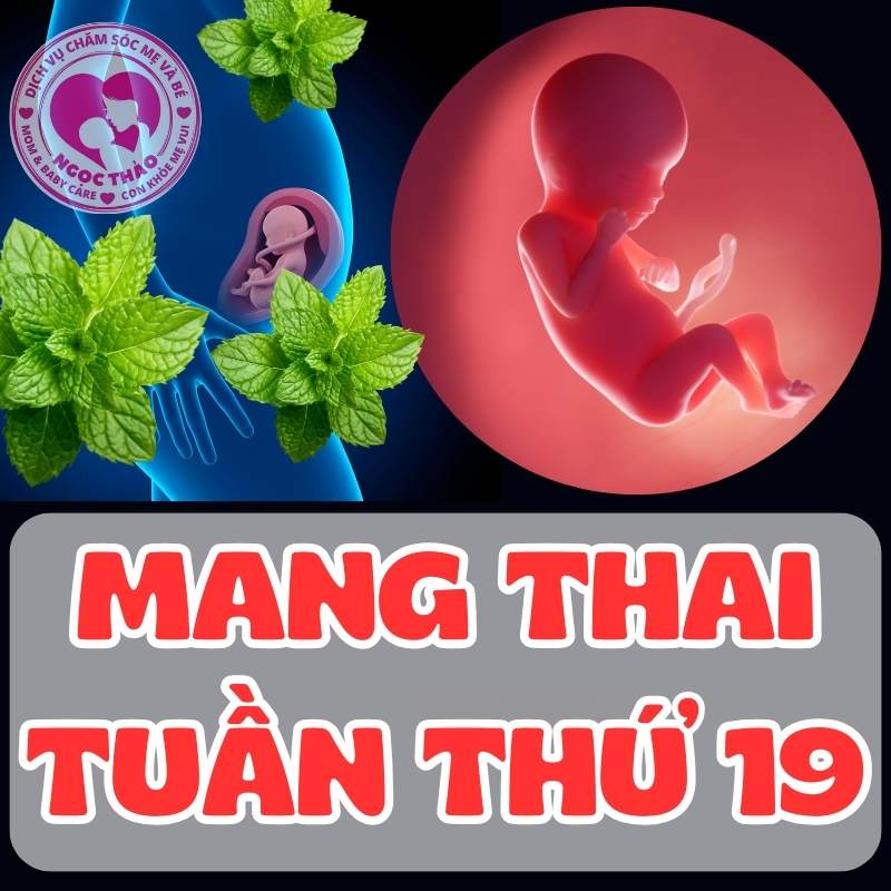 Mang thai tuần thứ 19 mẹ và thai nhi phát triển