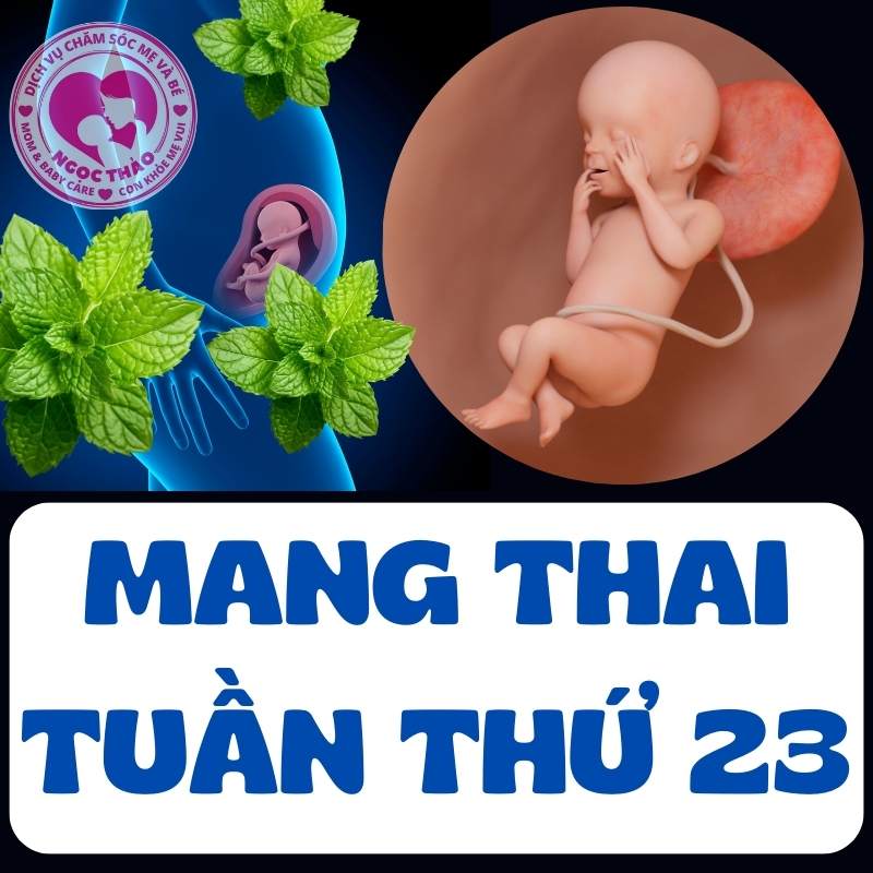 Sự phát triển của thai nhi khi mẹ bầu mang thai tuần 23