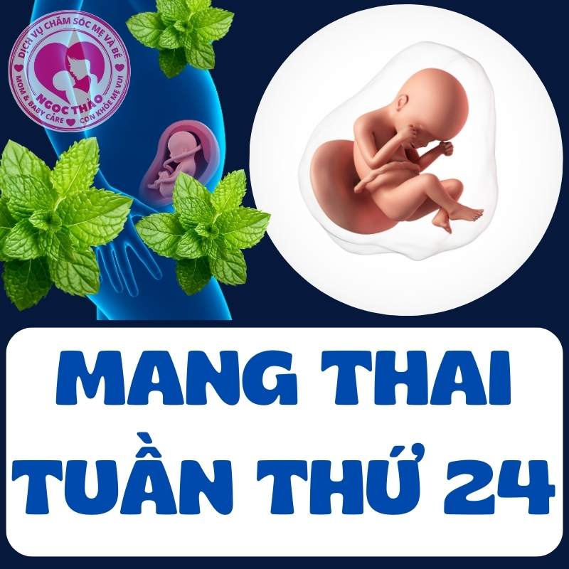 Mang thai tuần thứ 24, bạn đang ở giai đoạn nào của thai kỳ?