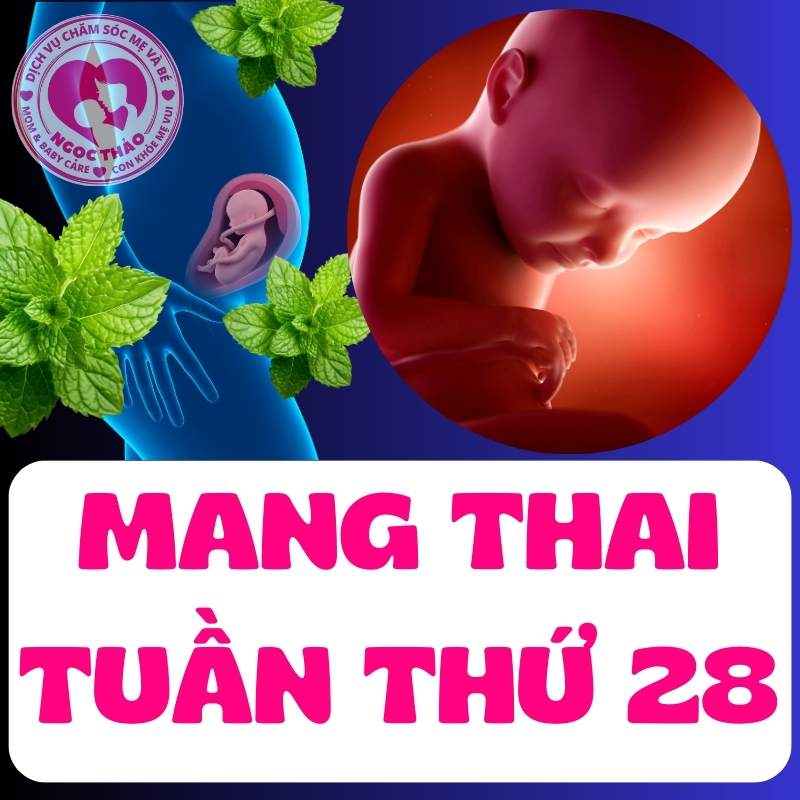 Mang thai tuần thứ 28, sự phát triển của bé và thay đổi cơ thể mẹ bầu