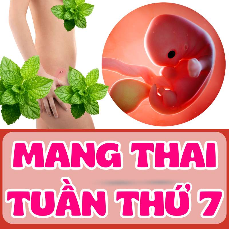 Mang thai tuần thứ 7