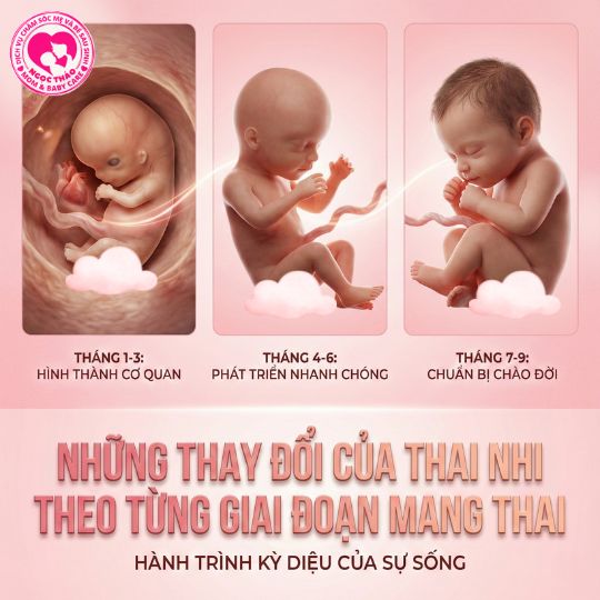 Những thay đổi của thai nhi theo từng giai đoạn mang thai
