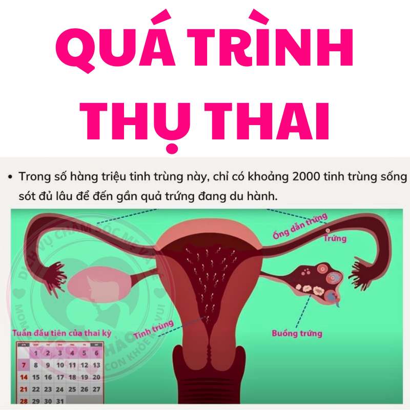 Quá trình thụ thai