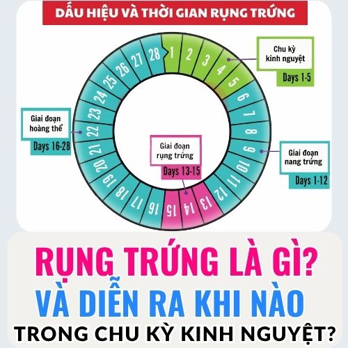 rụng trứng diễn ra khi nào