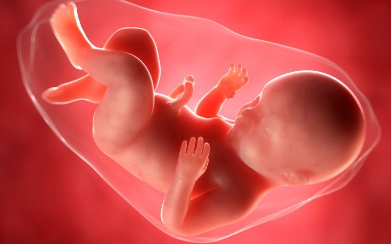 Sự phát triển của thai nhi theo tháng