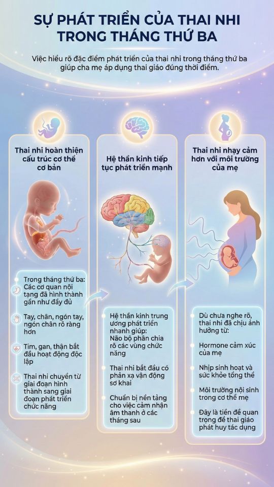 sự phát triển của thai nhi tháng thứ 3