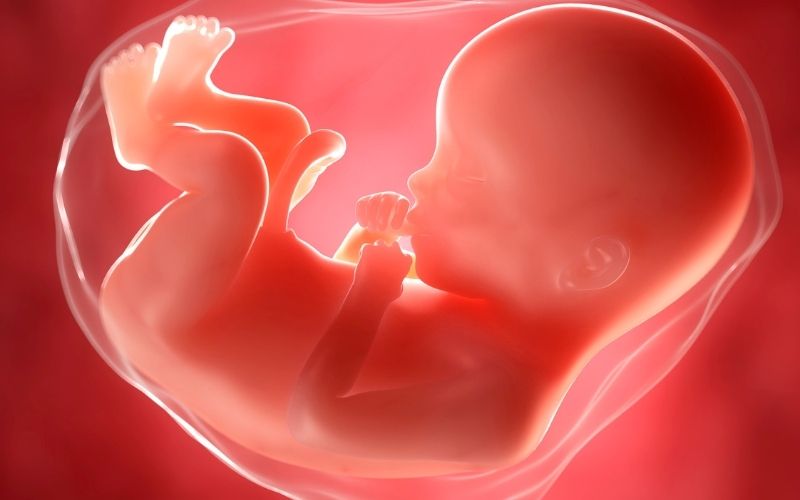 Sự phát triển của thai nhi