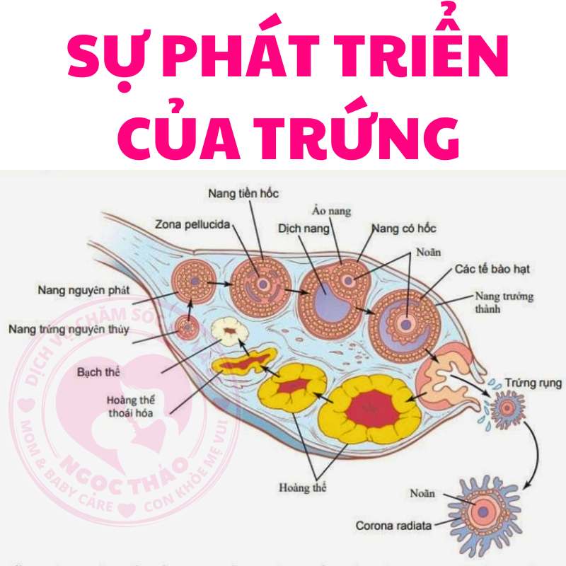 Sự phát triển của trứng