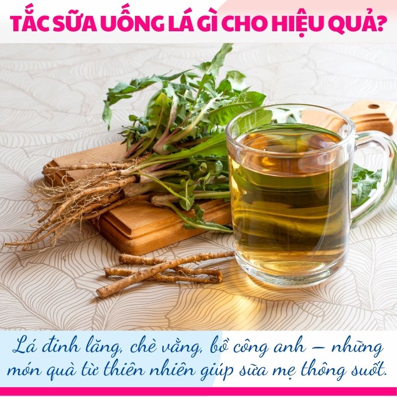 Lá đinh lăng, chè vằng, bồ công anh – những món quà từ thiên nhiên giúp sữa mẹ thông suốt.