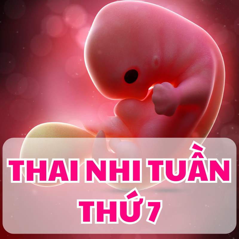 Sự phát triển của thai nhi tuần thứ 7